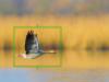 Bird Detection for Intelligent Subject Detection + RAW Video Data Output Thumbnail